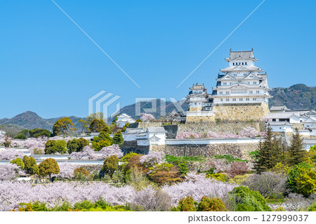 兵庫縣姬路市:春天盛開的櫻花裝飾的姬路城塔(遠景) 兵庫縣姬路市:春天盛開的櫻花裝飾的姬路城塔(遠景) 127999037