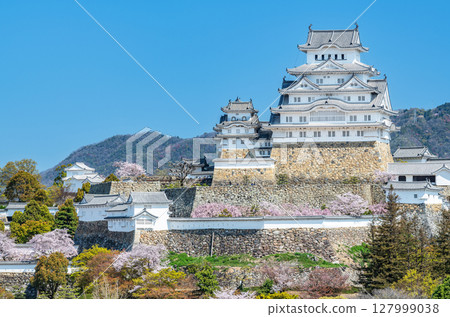 兵庫縣姬路市：春天盛開的櫻花裝飾的姬路城塔（遠景） 127999038