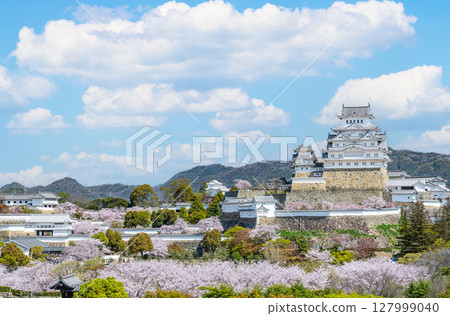 Himeji City, Hyogo Prefecture: The Himeji Castle tower in spring, decorated with cherry blossoms in full bloom (distant view) 127999040