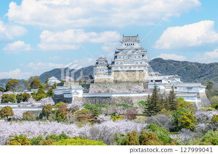 Himeji City, Hyogo Prefecture: The Himeji Castle tower in spring, decorated with cherry blossoms in full bloom (distant view) 127999041
