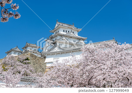 兵庫縣姬路市：春天盛開的櫻花裝飾的姬路城塔的特寫 127999049