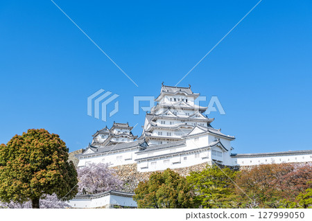 Himeji Castle tower in spring, decorated with cherry blossoms in full bloom in Himeji, Hyogo Prefecture 127999050