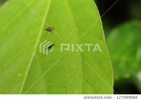 Flying paper fly 127999066