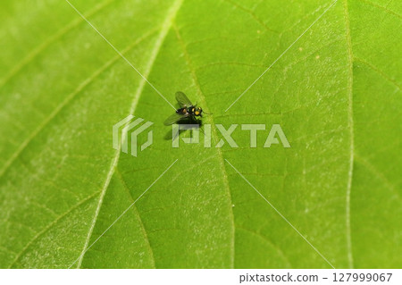 一種棲息在植物葉子上的紙蠅 一種棲息在植物葉子上的紙蠅 127999067