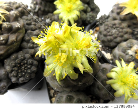 盛開的海蓬子 127999084