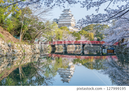 兵庫縣姬路市 - 白見橋和國寶姬路城天守閣，春天櫻花盛開 127999195
