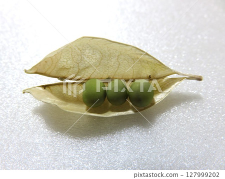 Mamenae Mamenae 127999202