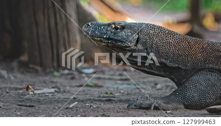 Large Komodo dragon (Varanus Komodoensis) walking on Rinca Island in Komodo National Park, Indonesia, a popular tourist destination for wildlife viewing 127999463