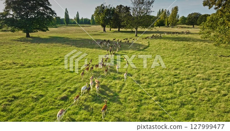 Big group of fallow deer walking green field, creating line move together, showcasing beauty of natural environment. Wildlife animals discovery, travel untouched wild nature. Aerial view drone footage 127999477