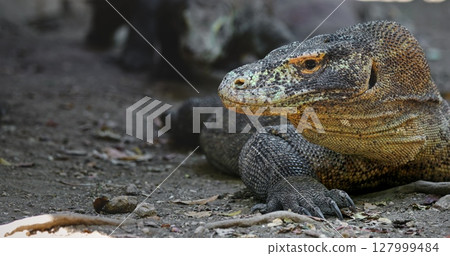 Large Komodo dragon resting on the ground in Komodo National Park, Rinca Island, Indonesia, highlighting impressive scaly skin and powerful claws, embodying the essence of a prehistoric predator 127999484