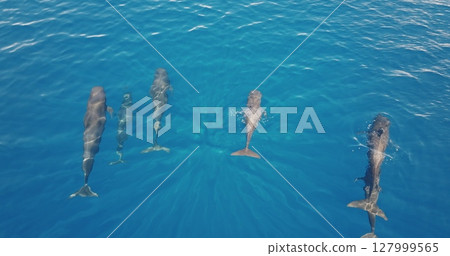 Pod of pilot whales is swimming in clear blue ocean water, seen from an aerial drone perspective, creating a captivating scene of marine wildlife. Wild nature sea travel background, top down view Pod of pilot whales is swimming in clear blue ocean water, seen from an aerial drone perspective, creating a captivating scene of marine wildlife. Wild nature sea travel background, top down view 127999565