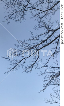 winter dead tree 127999595