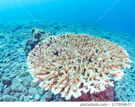 A group of juvenile Pacific damselfish and other fish on the table coral Hirizohama Nakagi Minamiizu Town Izu Peninsula Shizuoka Prefecture 2024 127999625