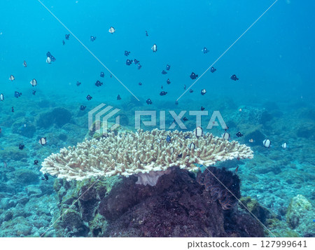 A group of juvenile Pacific damselfish and other fish on the table coral Hirizohama Nakagi Minamiizu Town Izu Peninsula Shizuoka Prefecture 2024 127999641