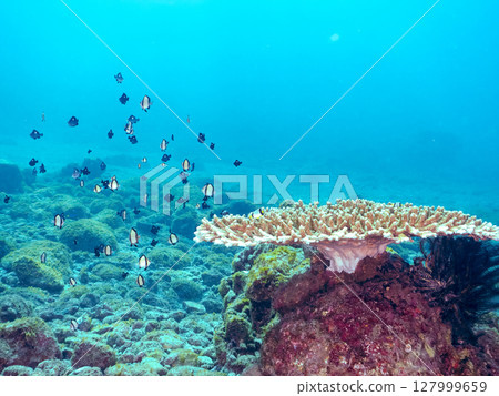 A group of juvenile Pacific damselfish and other fish on the table coral Hirizohama Nakagi Minamiizu Town Izu Peninsula Shizuoka Prefecture 2024 127999659