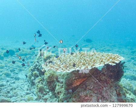 A group of juvenile Pacific damselfish and other fish on the table coral Hirizohama Nakagi Minamiizu Town Izu Peninsula Shizuoka Prefecture 2024 127999670