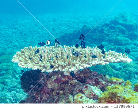 A group of juvenile Pacific damselfish and other fish on the table coral Hirizohama Nakagi Minamiizu Town Izu Peninsula Shizuoka Prefecture 2024 127999671