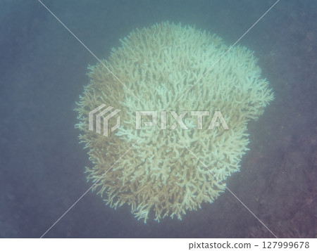 2024年，靜岡縣伊豆半島南伊豆町 Hirizohama Nakagi 的餐桌珊瑚上的一群太平洋雀鯛幼魚和其他魚類 127999678