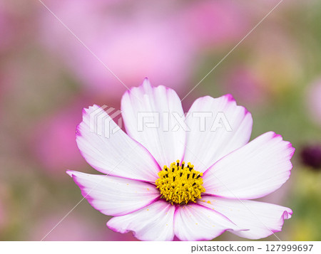 White cosmos flowers with pink edges White cosmos flowers with pink edges 127999697