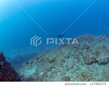Large and beautiful schools of parrotfish, moorish idols, spotted scorpionfish and other fish. Hirizohama Nakagi Minamiizu Town Izu Peninsula Shizuoka Prefecture 2024 127999775