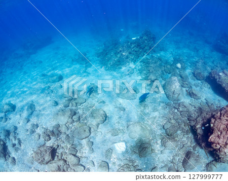 Large and beautiful schools of parrotfish, moorish idols, spotted scorpionfish and other fish. Hirizohama Nakagi Minamiizu Town Izu Peninsula Shizuoka Prefecture 2024 127999777
