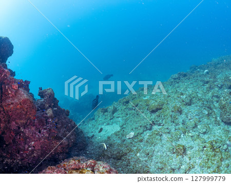 Large and beautiful schools of parrotfish, moorish idols, spotted scorpionfish and other fish. Hirizohama Nakagi Minamiizu Town Izu Peninsula Shizuoka Prefecture 2024 Large and beautiful schools of parrotfish, moorish idols, spotted scorpionfish and other fish. Hirizohama Nakagi Minamiizu Town Izu Peninsula Shizuoka Prefecture 2024 127999779