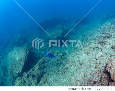 數量多、景色優美的鸚嘴魚、石首魚、斑鲉等魚類群。伊豆半島南伊豆町中木廣島,靜岡縣,2024年 數量多、景色優美的鸚嘴魚、石首魚、斑鲉等魚類群。伊豆半島南伊豆町中木廣島,靜岡縣,2024年 127999780