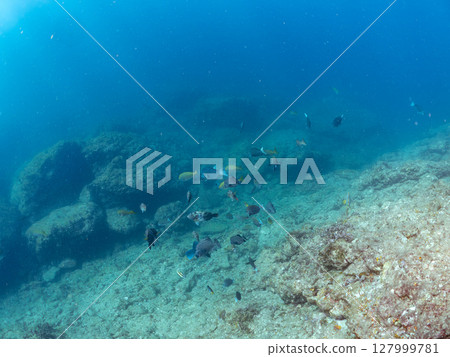 數量多、景色優美的鸚嘴魚、石首魚、斑鲉等魚類群。伊豆半島南伊豆町中木廣島，靜岡縣，2024年 127999781