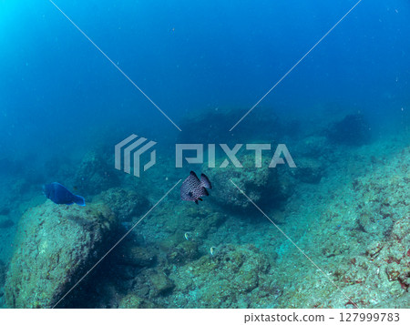 數量多、景色優美的鸚嘴魚、石首魚、斑鲉等魚類群。伊豆半島南伊豆町中木廣島，靜岡縣，2024年 127999783