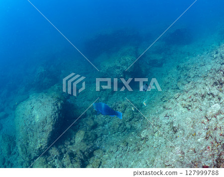 Large and beautiful schools of parrotfish, moorish idols, spotted scorpionfish and other fish. Hirizohama Nakagi Minamiizu Town Izu Peninsula Shizuoka Prefecture 2024 Large and beautiful schools of parrotfish, moorish idols, spotted scorpionfish and other fish. Hirizohama Nakagi Minamiizu Town Izu Peninsula Shizuoka Prefecture 2024 127999788