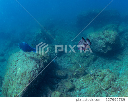Large and beautiful schools of parrotfish, moorish idols, spotted scorpionfish and other fish. Hirizohama Nakagi Minamiizu Town Izu Peninsula Shizuoka Prefecture 2024 Large and beautiful schools of parrotfish, moorish idols, spotted scorpionfish and other fish. Hirizohama Nakagi Minamiizu Town Izu Peninsula Shizuoka Prefecture 2024 127999789
