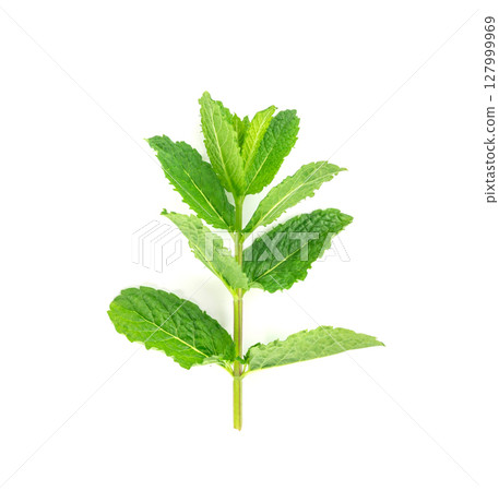 Mint twigs isolated. Peppermint sprig, fresh mentha stem, green spearmint branch with leaves Mint twigs isolated. Peppermint sprig, fresh mentha stem, green spearmint branch with leaves 127999969