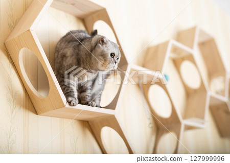 Playful young gray scottish fold cat interested with hanging beads while walking on wall mounted wooden shelf 127999996