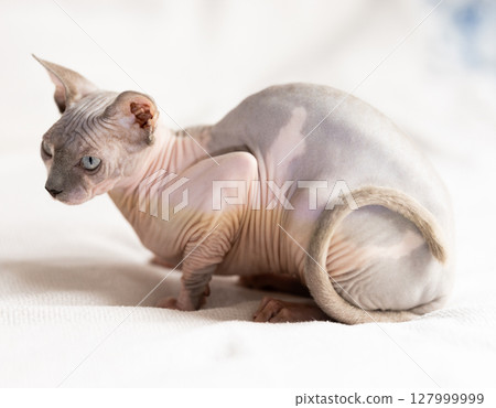 Cute sphynx cat 8 months on sofa. Friendly pet Cute sphynx cat 8 months on sofa. Friendly pet 127999999