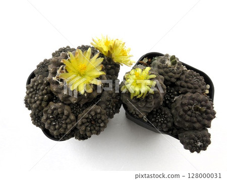 Copiapoa hippogaea 128000031