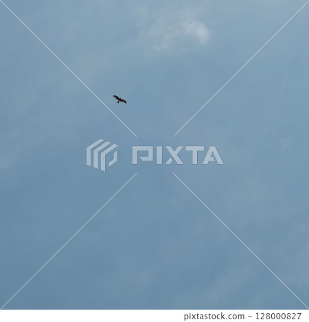 sky with birds 128000827