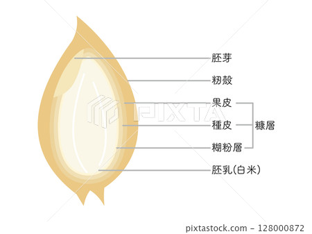 Rice structure, no husk 128000872
