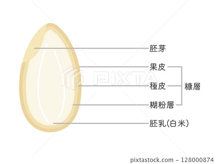 稻米結構，無稻殼 128000874