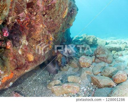 A school of spotted scorpionfish, Japanese goatfish, and others. Hirizohama Nakagi Minamiizu Town Izu Peninsula Shizuoka Prefecture 2024 128001286