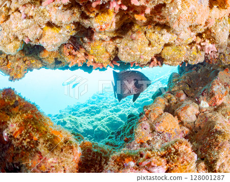 A school of spotted scorpionfish, Japanese goatfish, and others. Hirizohama Nakagi Minamiizu Town Izu Peninsula Shizuoka Prefecture 2024 128001287