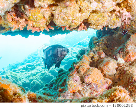 A school of spotted scorpionfish, Japanese goatfish, and others. Hirizohama Nakagi Minamiizu Town Izu Peninsula Shizuoka Prefecture 2024 128001298