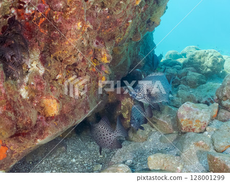 一群斑點鲉魚、日本鰹魚等。 2024年,靜岡縣伊豆半島南伊豆町,廣島中城 一群斑點鲉魚、日本鰹魚等。 2024年,靜岡縣伊豆半島南伊豆町,廣島中城 128001299