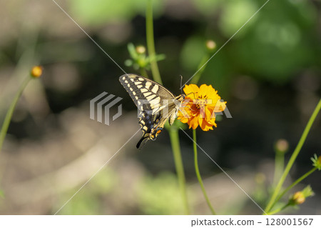 一隻鵪鶉 128001567