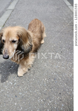 A senior miniature dachshund walking off-leash in the grounds of a home A senior miniature dachshund walking off-leash in the grounds of a home 128001593
