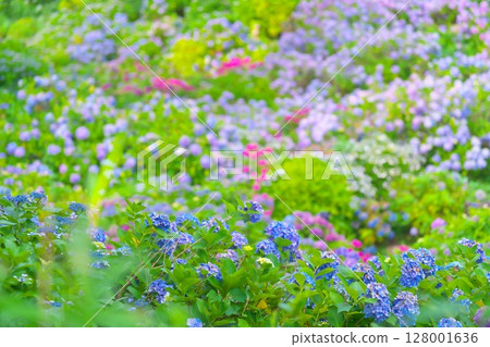 下田Ajisai節 128001636