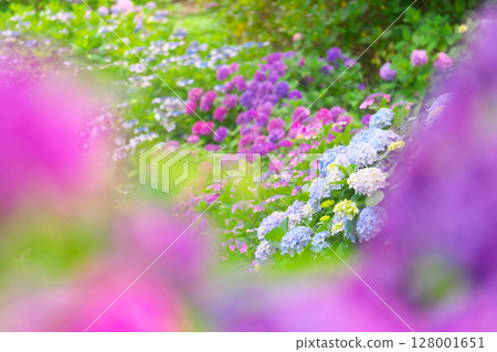 下田Ajisai節 128001651