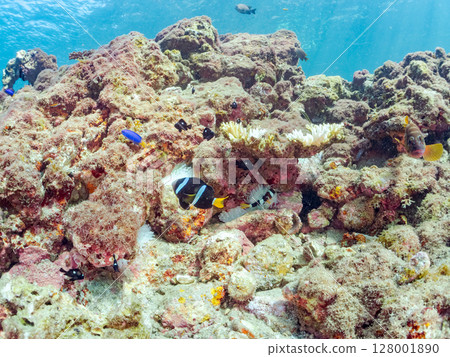 一對可愛的小丑魚、一群黑雀鯛和其他雀鯛生活在白化的海葵田裡。希里佐海灘 128001890