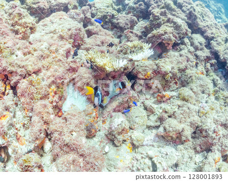 一對可愛的小丑魚、一群黑雀鯛和其他雀鯛生活在白化的海葵田裡。希里佐海灘 128001893