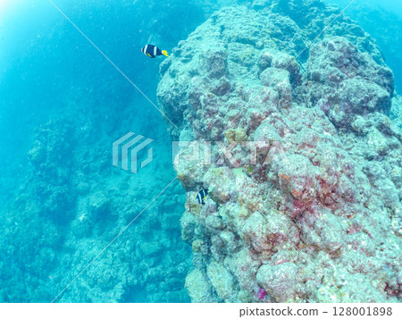 A cute pair of clownfish and a school of three-spotted damselfish living in a sea anemone field where bleaching is observed. Hirizo Beach 128001898