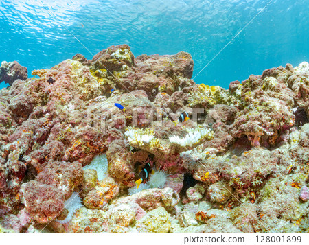 一對可愛的小丑魚、一群黑雀鯛和其他雀鯛生活在白化的海葵田裡。希里佐海灘 128001899